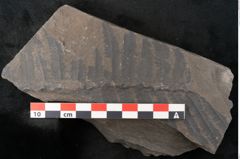 Foto (Detailansicht) von Cyatheites schlotheimii St. (NHMW-GEO-2024-0188-10828)